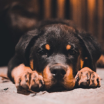 Raising a Happy Rottweiler Puppy: Importance of Play and Right Toys