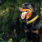 Cuddly Toys for Rottweiler Comfort: A Guide for Pet Owners