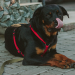 Unveiling the Overlooked Health Risks in Rottweiler Dogs