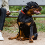 The Importance of a Holistic Approach to Rottweiler Health Problems