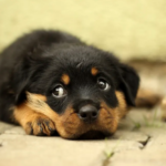 Rottweiler Love: The Surprising Benefits of Owning a Stuffed Toy Version