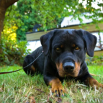 Rottweiler Relaxation: Choosing the Right Soft Toy