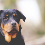 The Top Tough Dog Toys for Rottweilers
